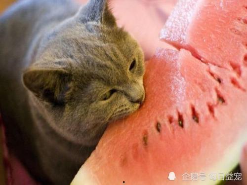 大型猫吃瓜视频