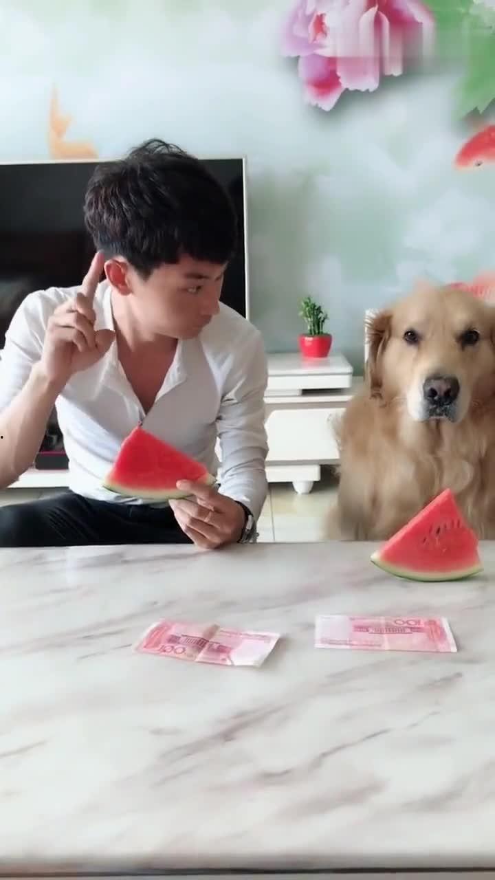 狗狗吃瓜表情视频下载,狗狗吃瓜表情视频萌翻网友