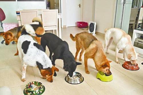 热心吃瓜狗狗视频播放,萌态可掬引网友热议